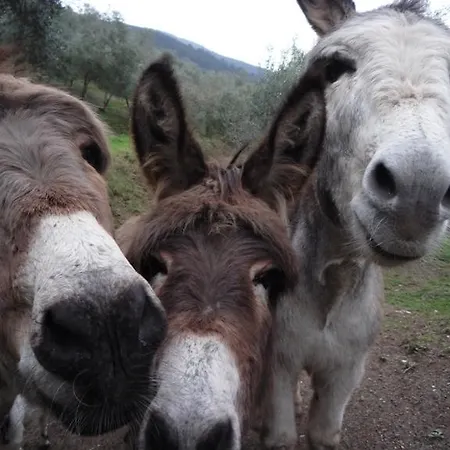 Agriturismo Il Leopoldino Ripafratta