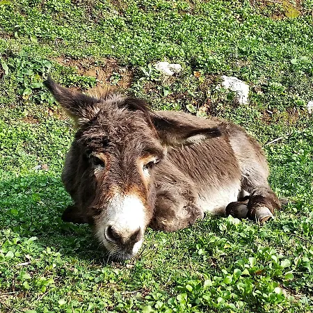 Agriturismo Il Leopoldino Farm stay *
