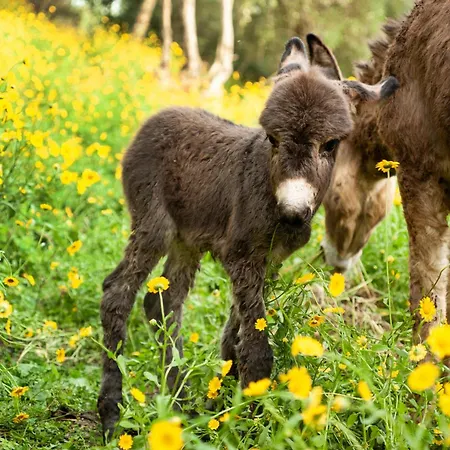 Agriturismo Il Leopoldino Farm stay